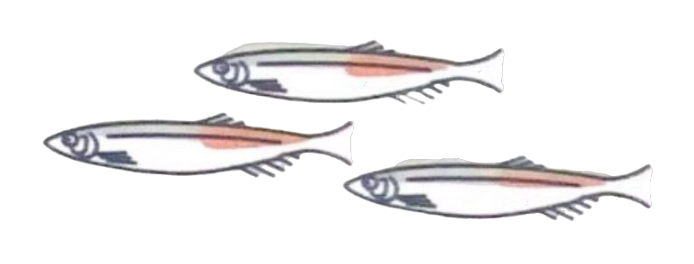 Capelin