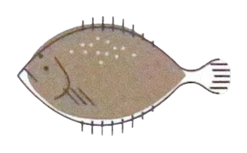 Flatfish