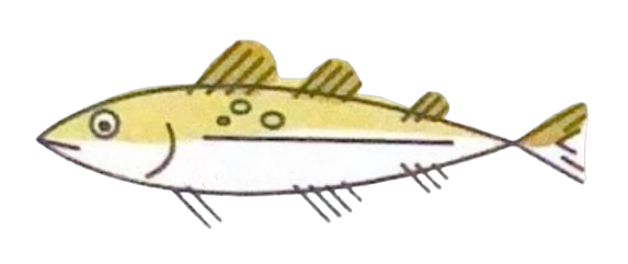 Pollack