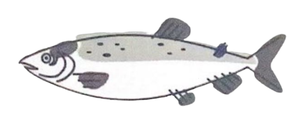Salmon
