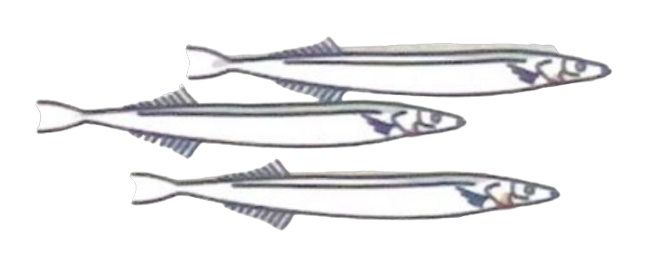 Sandlance
